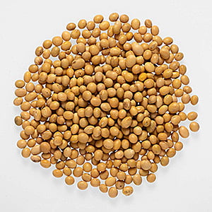 PUL41017 : Soybean Whole NEPAL 2 LB
