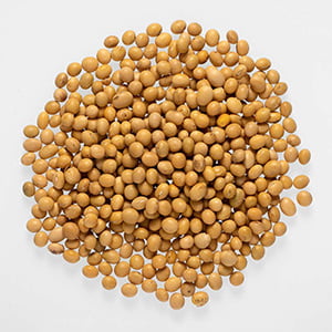 PUL41017 : Soybean Whole NEPAL 2 LB